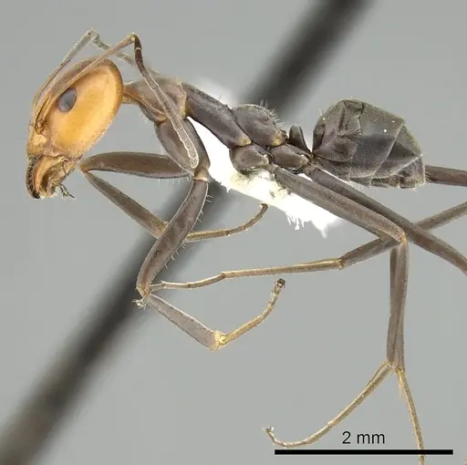 Iridomyrmex rubriceps specimen CASENT0249703 image casent0249703_3