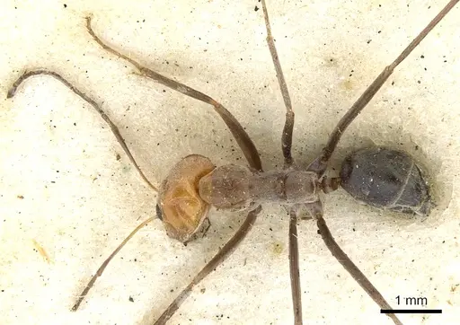 Iridomyrmex rubriceps specimen CASENT0903080 image casent0903080_1