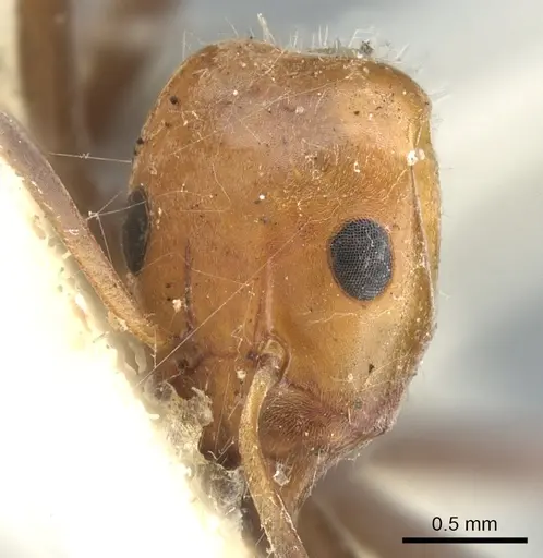 Iridomyrmex rubriceps specimen CASENT0903080 image casent0903080_2