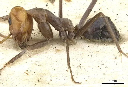 Iridomyrmex rubriceps specimen CASENT0903080 image casent0903080_3