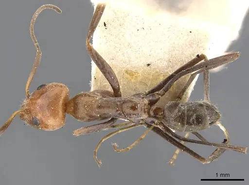 Iridomyrmex rubriceps specimen CASENT0909534 image casent0909534_1