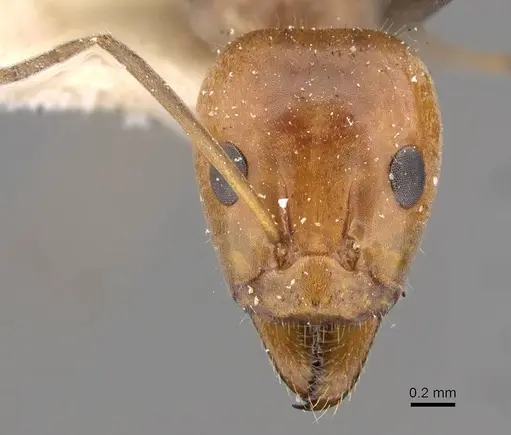 Iridomyrmex rubriceps specimen CASENT0909534 image casent0909534_2