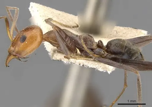 Iridomyrmex rubriceps specimen CASENT0909534 image casent0909534_3