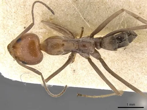 Iridomyrmex rubriceps specimen CASENT0909554 image casent0909554_1