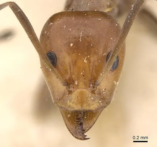 Iridomyrmex rubriceps specimen CASENT0909554 image casent0909554_2
