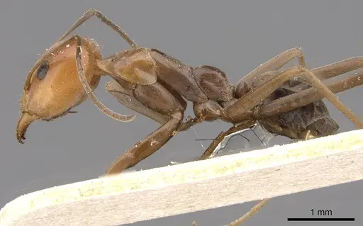 Iridomyrmex rubriceps specimen CASENT0909554 image casent0909554_3