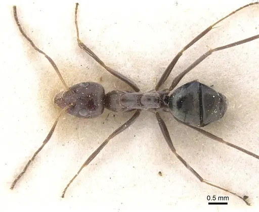 Iridomyrmex rubriceps specimen CASENT0911556 image casent0911556_1