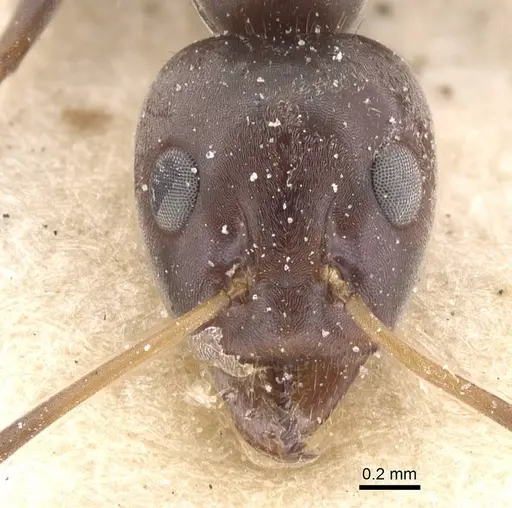 Iridomyrmex rubriceps specimen CASENT0911556 image casent0911556_2