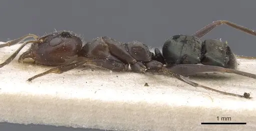 Iridomyrmex rubriceps specimen CASENT0911556 image casent0911556_3