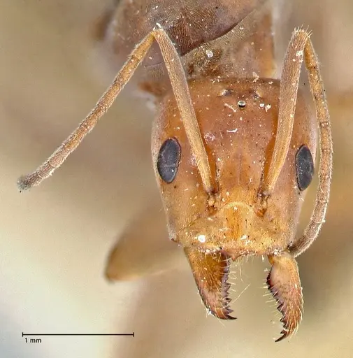 Iridomyrmex rubriceps specimen FOCOL2819 image focol2819_2