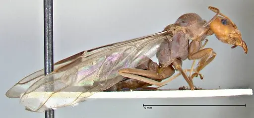 Iridomyrmex rubriceps specimen FOCOL2819 image focol2819_4