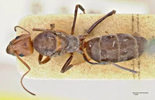 Iridomyrmex rubriceps specimen FOCOL2820 image focol2820_1