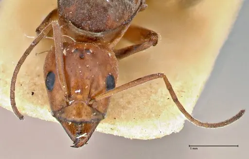 Iridomyrmex rubriceps specimen FOCOL2820 image focol2820_2