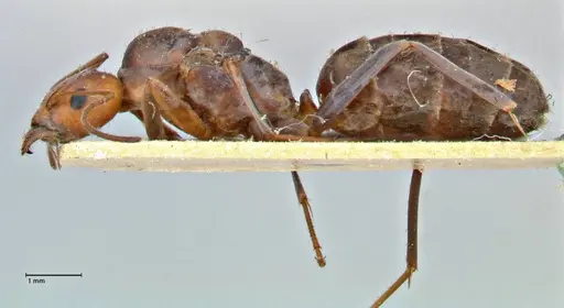 Iridomyrmex rubriceps specimen FOCOL2820 image focol2820_3