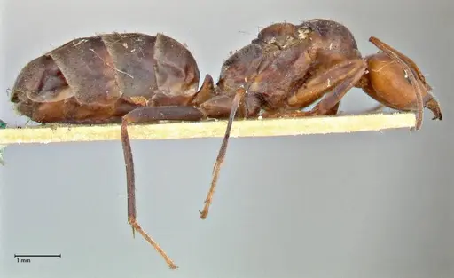 Iridomyrmex rubriceps specimen FOCOL2820 image focol2820_4