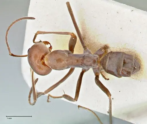 Iridomyrmex rubriceps specimen FOCOL2821 image focol2821_1
