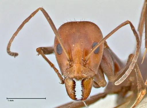 Iridomyrmex rubriceps specimen FOCOL2821 image focol2821_2