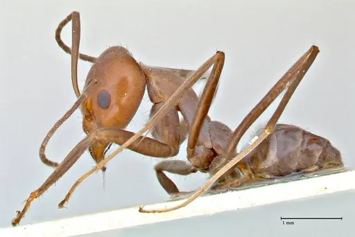 Iridomyrmex rubriceps specimen FOCOL2821 image focol2821_3