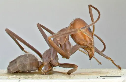 Iridomyrmex rubriceps specimen FOCOL2821 image focol2821_4
