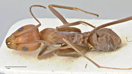 Iridomyrmex rubriceps specimen FOCOL2822 image focol2822_1