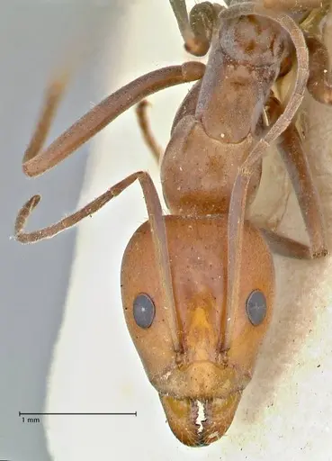 Iridomyrmex rubriceps specimen FOCOL2822 image focol2822_2