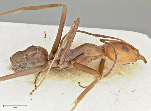 Iridomyrmex rubriceps specimen FOCOL2822 image focol2822_3