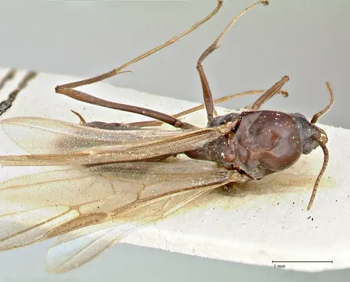 Iridomyrmex rubriceps specimen FOCOL2823 image focol2823_1