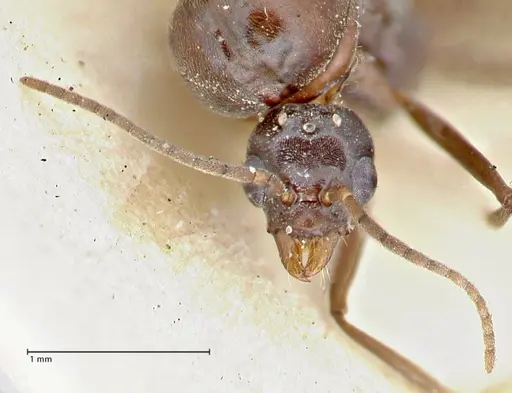 Iridomyrmex rubriceps specimen FOCOL2823 image focol2823_2