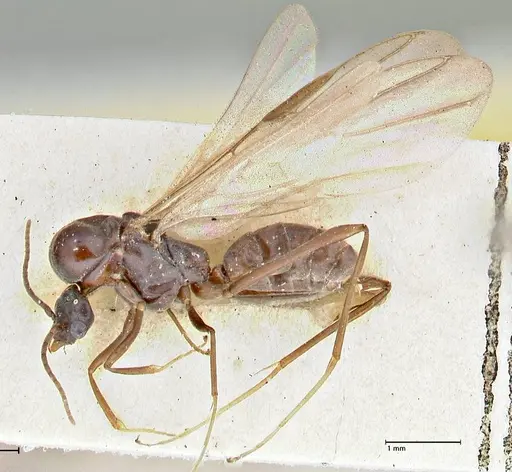 Iridomyrmex rubriceps specimen FOCOL2823 image focol2823_3