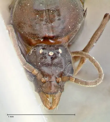 Iridomyrmex rubriceps specimen FOCOL2824 image focol2824_2