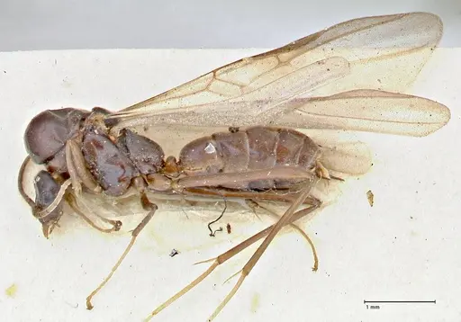 Iridomyrmex rubriceps specimen FOCOL2824 image focol2824_3