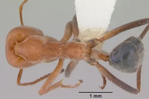 Iridomyrmex rufoinclinus specimen CASENT0172060 image casent0172060_1