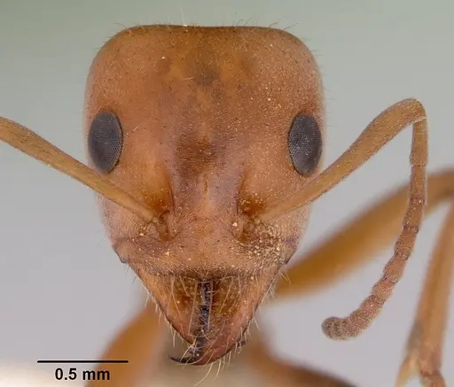 Iridomyrmex rufoinclinus specimen CASENT0172060 image casent0172060_2
