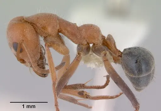 Iridomyrmex rufoinclinus specimen CASENT0172060 image casent0172060_3