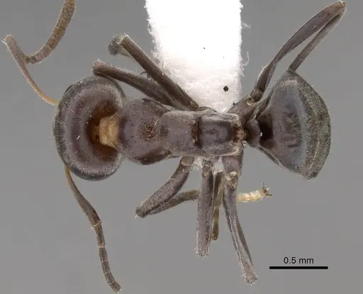 Iridomyrmex rufoniger specimen CASENT0249731 image casent0249731_1
