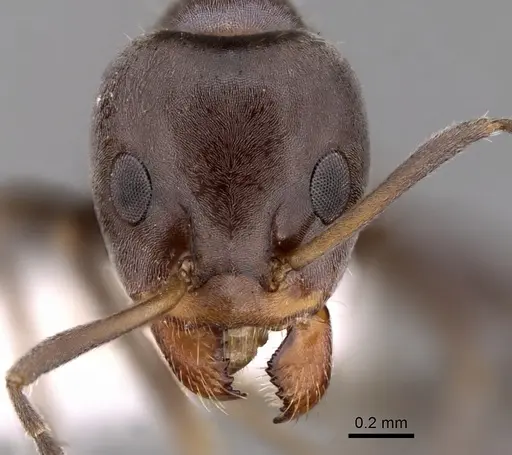 Iridomyrmex rufoniger specimen CASENT0249731 image casent0249731_2