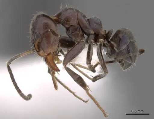 Iridomyrmex rufoniger specimen CASENT0249731 image casent0249731_3
