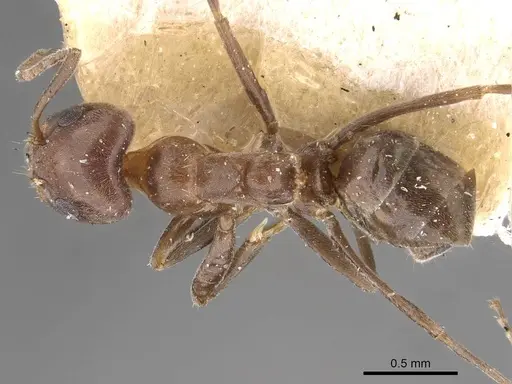 Iridomyrmex rufoniger specimen CASENT0909555 image casent0909555_1