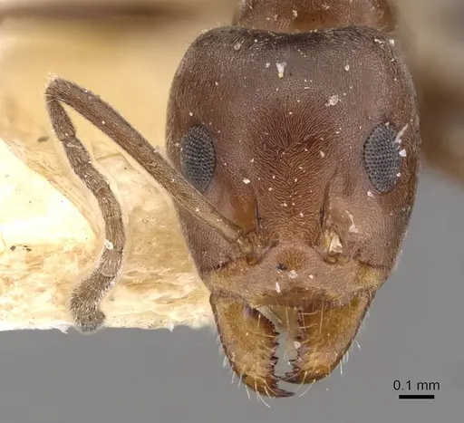 Iridomyrmex rufoniger specimen CASENT0909555 image casent0909555_2