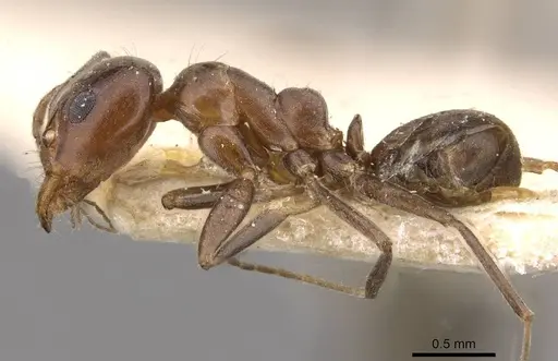 Iridomyrmex rufoniger specimen CASENT0909555 image casent0909555_3