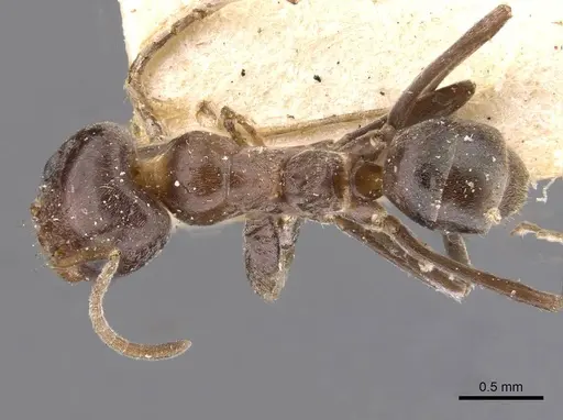 Iridomyrmex rufoniger specimen CASENT0909556 image casent0909556_1