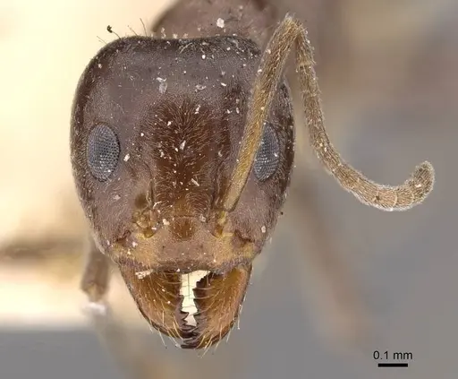 Iridomyrmex rufoniger specimen CASENT0909556 image casent0909556_2