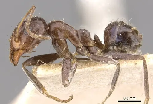 Iridomyrmex rufoniger specimen CASENT0909556 image casent0909556_3