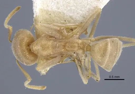 Iridomyrmex rufoniger specimen CASENT0917108 image casent0917108_1