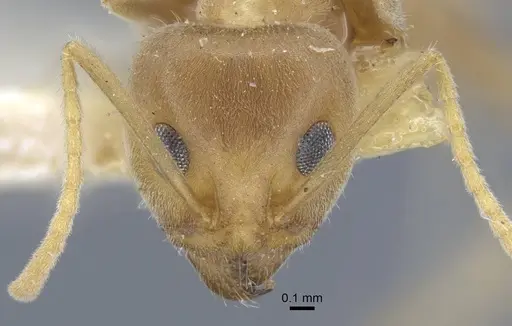 Iridomyrmex rufoniger specimen CASENT0917108 image casent0917108_2