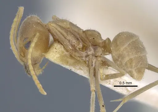 Iridomyrmex rufoniger specimen CASENT0917108 image casent0917108_3