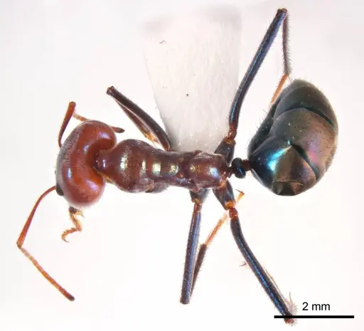 Iridomyrmex sanguineus specimen ANTWEB1008652 image antweb1008652_1