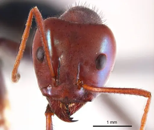 Iridomyrmex sanguineus specimen ANTWEB1008652 image antweb1008652_2
