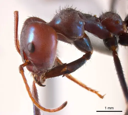 Iridomyrmex sanguineus specimen ANTWEB1008652 image antweb1008652_3