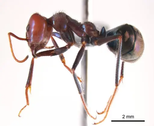 Iridomyrmex sanguineus specimen ANTWEB1008652 image antweb1008652_4